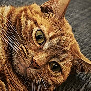 César a rejoint le concours — aidez-le/la à gagner de superbes lots ! cat, orange_tabby, close_up, whiskers, green_eyes, fur, pet, animal, face, laying_down, texture, fabric, cute, domestic_cat, mammal, portrait, indoor, relaxed, feline, tabby