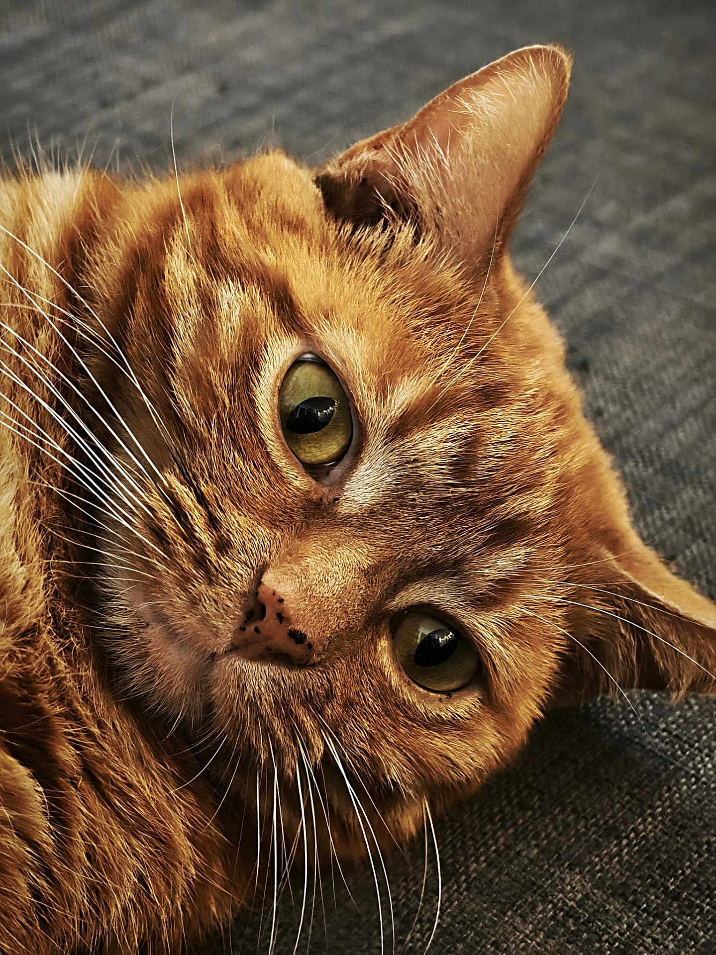 César a rejoint le concours — aidez-le/la à gagner de superbes lots ! cat, orange_tabby, close_up, whiskers, green_eyes, fur, pet, animal, face, laying_down, texture, fabric, cute, domestic_cat, mammal, portrait, indoor, relaxed, feline, tabby