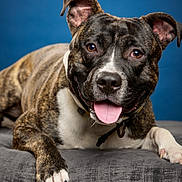 Oreo a rejoint le concours — aidez-le/la à gagner de superbes lots ! dog, brindle, tongue_out, smiling, pet, canine, portrait, close_up, indoor, animal, paw, collar, fur, ears, nose, happy, laying, background, studio, expression
