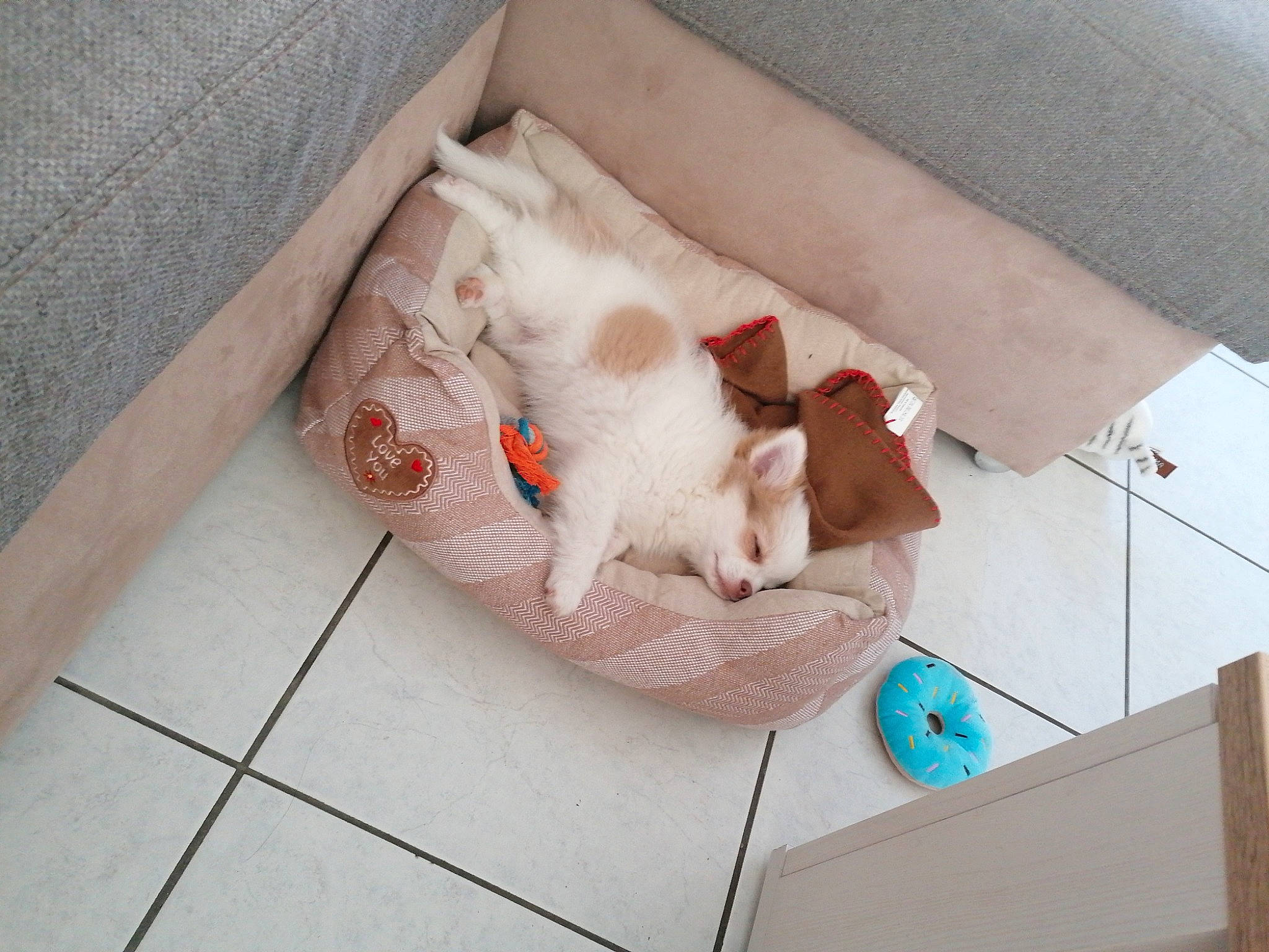 Roky participe au concours pour gagner de l'argent avec cette photo : carnivore, cat, comfort, couch, domestic_short_haired_cat, felidae, flooring, foot, fur, living_room, mat, paw, slipcover, small_to_medium_sized_cats, tail, tile, tile_flooring, vertebrate