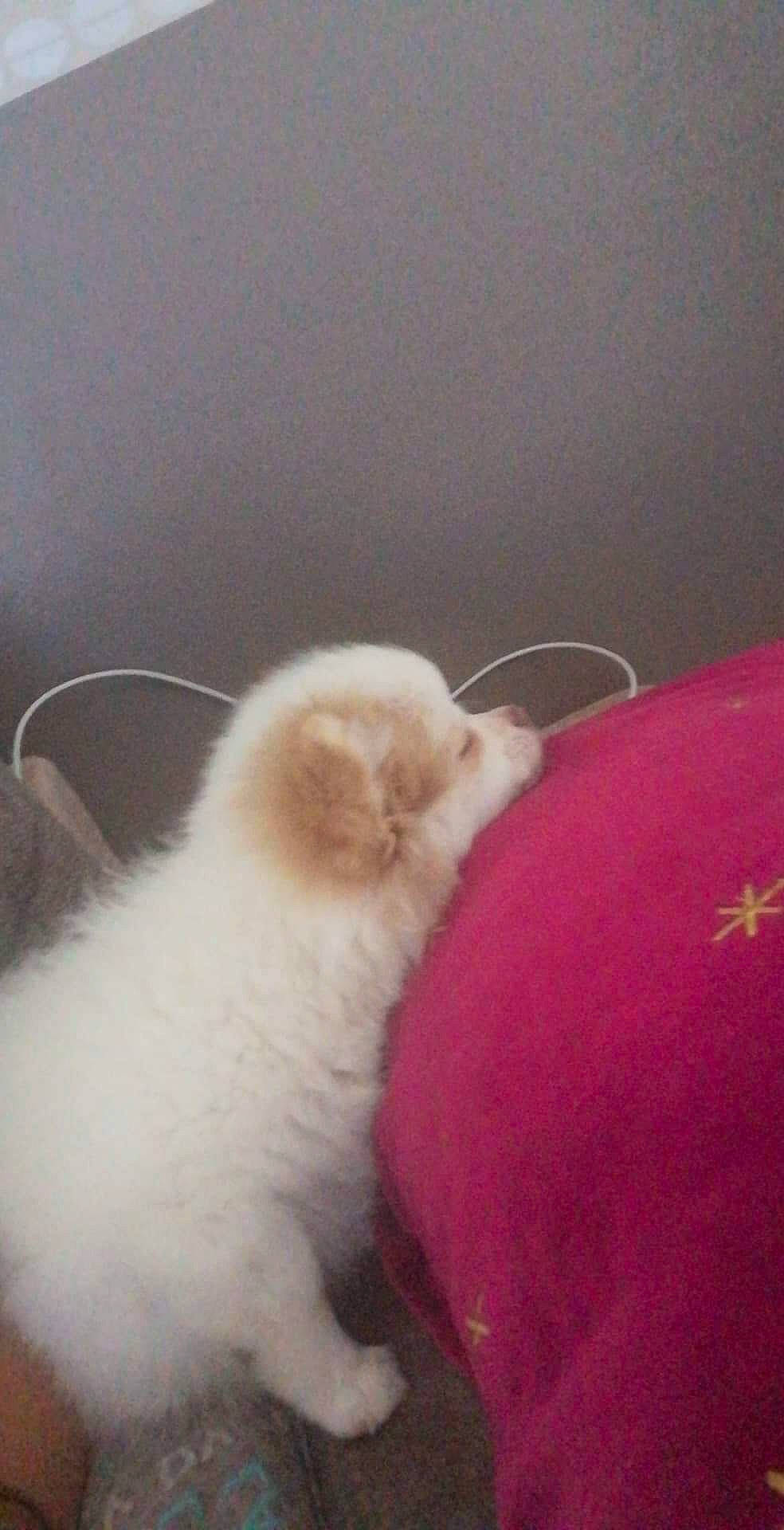 Roky a rejoint le concours — aidez-le/la à gagner de superbes lots ! carnivore, cat, fawn, felidae, fur, small_to_medium_sized_cats, snout, tail, terrestrial_animal, whiskers