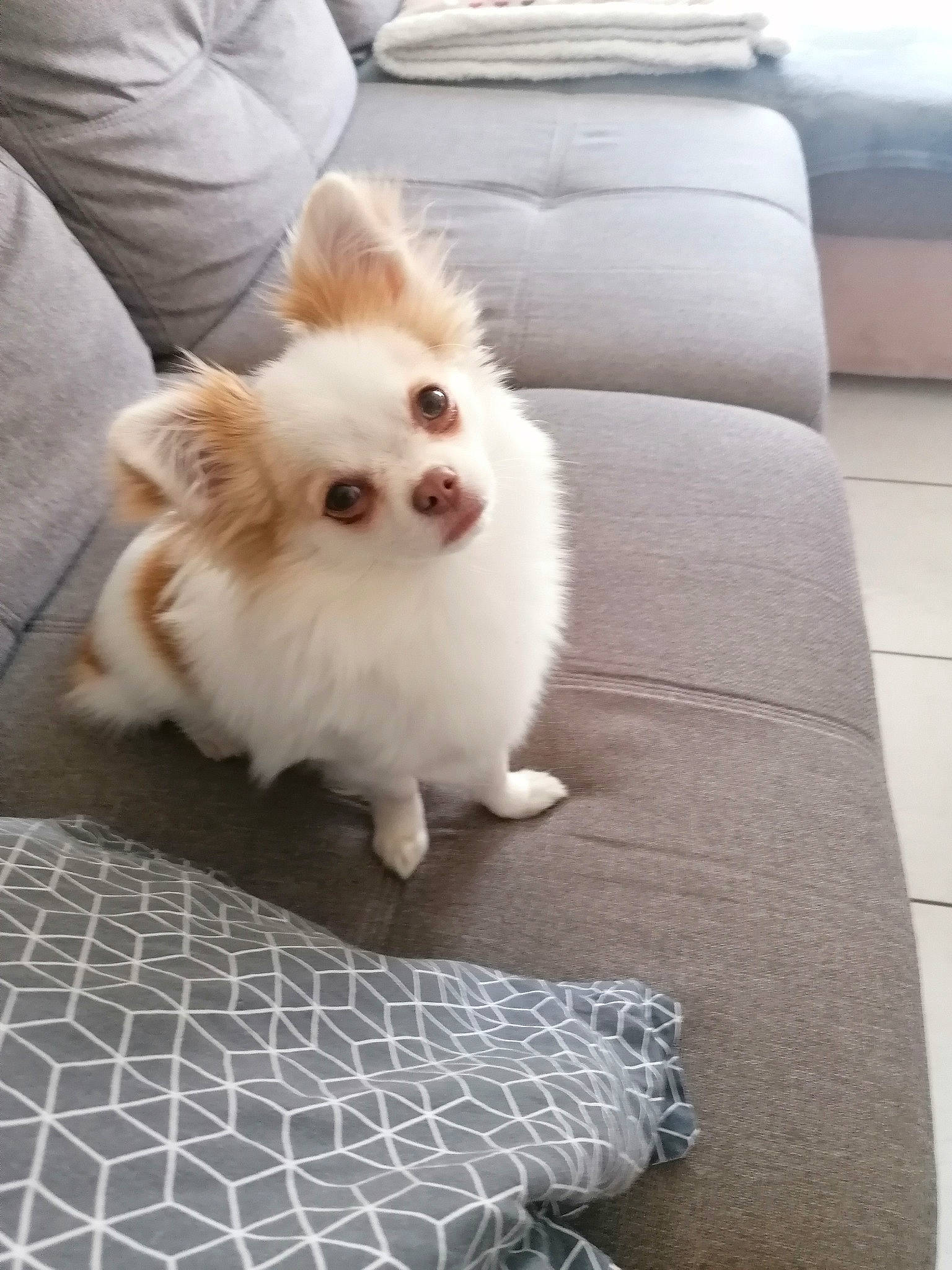 Gamin Roky a rejoint le concours — aidez-le/la à gagner de superbes lots ! canidae, carnivore, comfort, companion_dog, couch, dog, dog_breed, fawn, flooring, fur, german_spitz, grey, snout, spitz, sporting_group, toy_dog, volpino_italiano, whiskers, white, working_animal