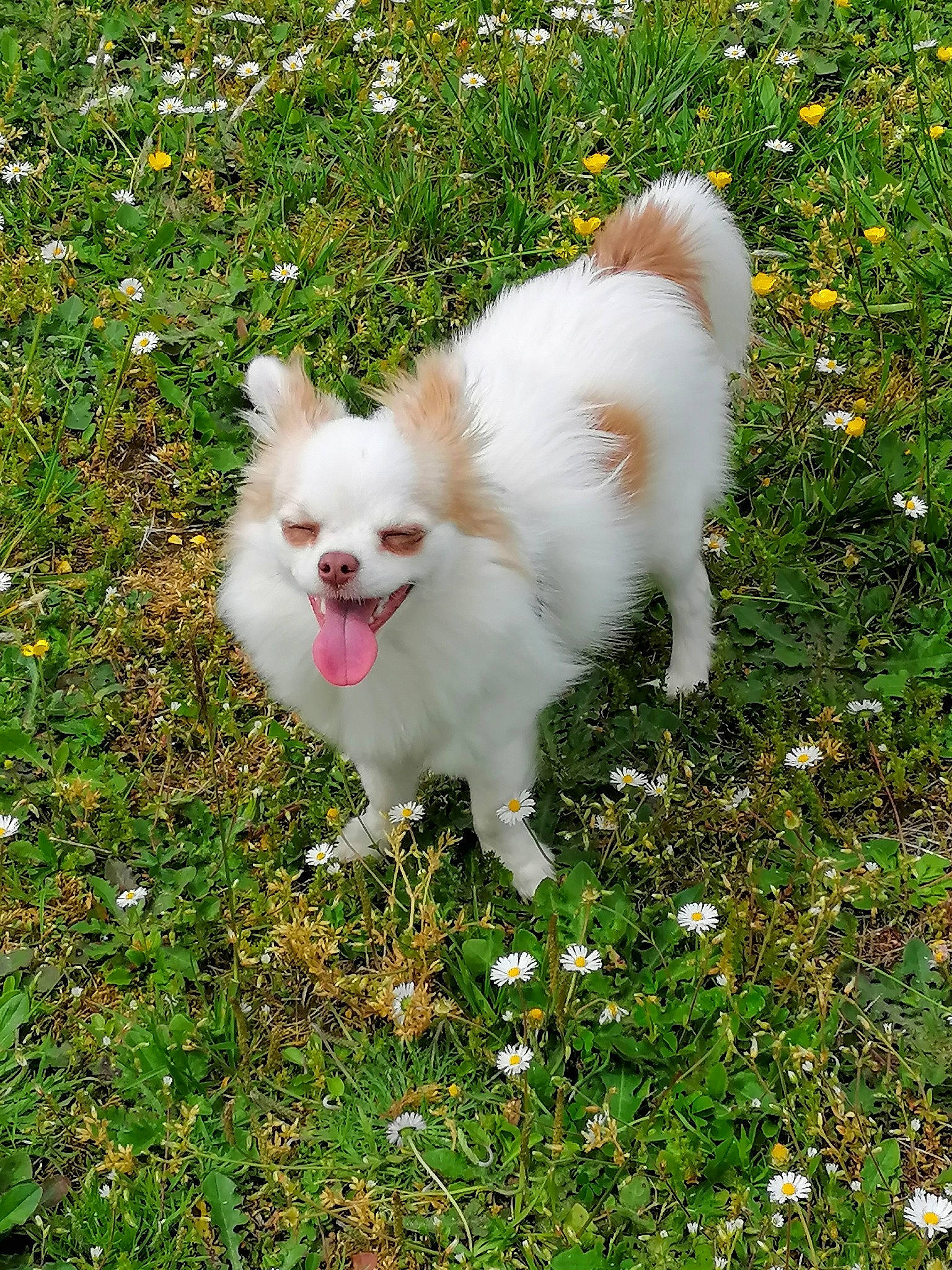 Gamin Roky a rejoint le concours — aidez-le/la à gagner de superbes lots ! annual_plant, canidae, carnivore, companion_dog, dog, dog_breed, fawn, flower, fur, grass, groundcover, herbaceous_plant, non_sporting_group, plant, sporting_group, tail, terrestrial_animal