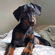 Timmy joined the competition — help win amazing prizes! animal, bed, black_and_tan, blanket, canine, curious, cute, dog, domestic_animal, ears, fur, indoor, laying, looking, paw, pet, portrait, resting, snout, young