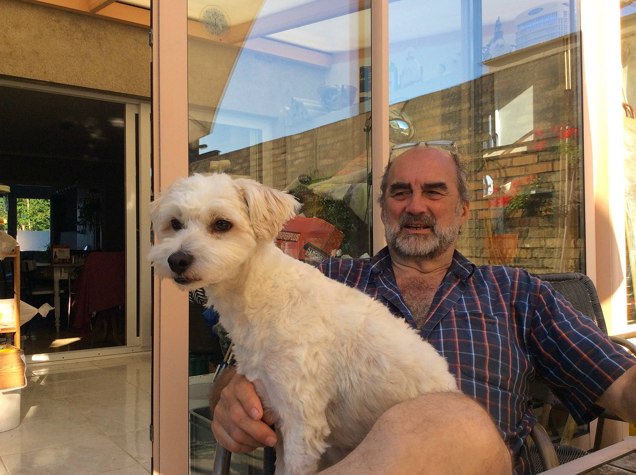 Blek a rejoint le concours — aidez-le/la à gagner de superbes lots ! beard, carnivore, chair, companion_dog, dog, dog_breed, eyewear, fur, labradoodle, maltepoo, poodle_crossbreed, puppy, puppy_love, small_terrier, snout, tartan, terrier, toy_dog, window, working_animal