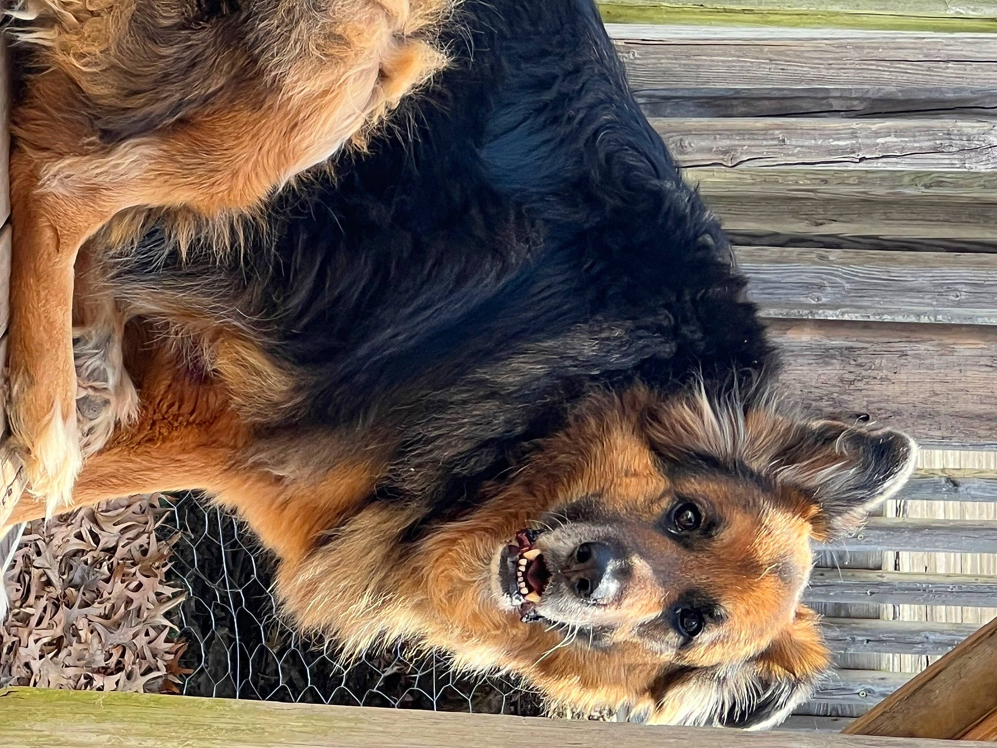 Major joined the competition — help win amazing prizes! canidae, carnivore, claw, companion_dog, dog, dog_breed, fawn, foot, fur, paw, snout, sporting_group, tail, terrestrial_animal, whiskers, wildlife, window, wood, working_animal, working_dog