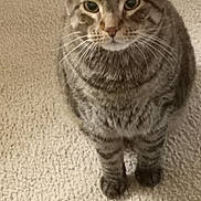 Tigger is registered to the contest to win money with this photo: animal, carpet, cat, closeup, cute, domestic, ears, eyes, face, feline, fur, indoor, looking, mammal, pet, portrait, sitting, tabby, tabby_cat, whiskers