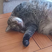 Tigger joined the competition — help win amazing prizes! cat, tabby, fur, whiskers, paw, wooden_table, indoor, furniture, chair, curious, relaxed, pet, animal, lying_down, cute, domestic, cozy, close_up, playful, resting