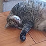 cat, tabby, fur, whiskers, paw, wooden_table, indoor, furniture, chair, curious, relaxed, pet, animal, lying_down, cute, domestic, cozy, close_up, playful, resting