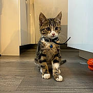 Ugo participe au concours pour gagner de l'argent avec cette photo : animal, bell, cat, collar, curious, cute, domestic, ears, feline, floor, home, indoor, kitten, paws, pet, playful, tabby, toy, whiskers, young