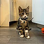 animal, bell, cat, collar, curious, cute, domestic, ears, feline, floor, home, indoor, kitten, paws, pet, playful, tabby, toy, whiskers, young