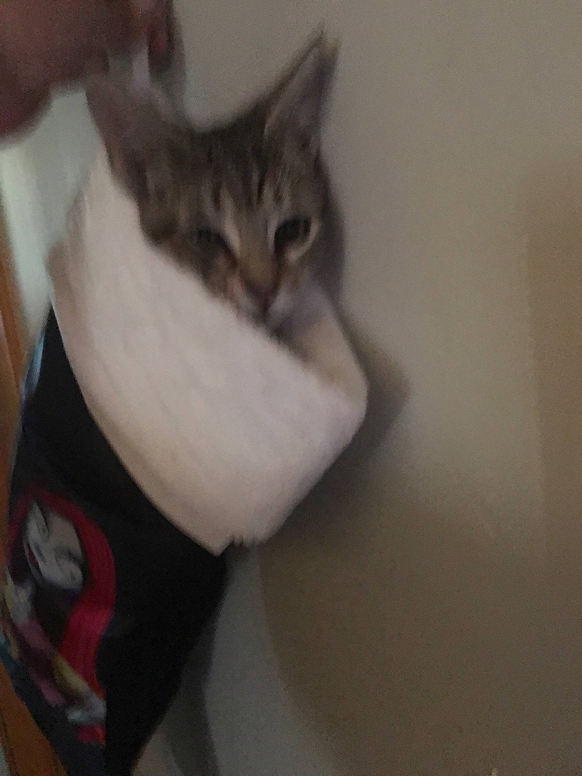 Lily is registered to the contest to win money with this photo: aegean_cat, american_shorthair, asian, carnivore, cat, domestic_short_haired_cat, ear, european_shorthair, felidae, kitten, polydactyl_cat, small_to_medium_sized_cats, tabby_cat, tail, whiskers