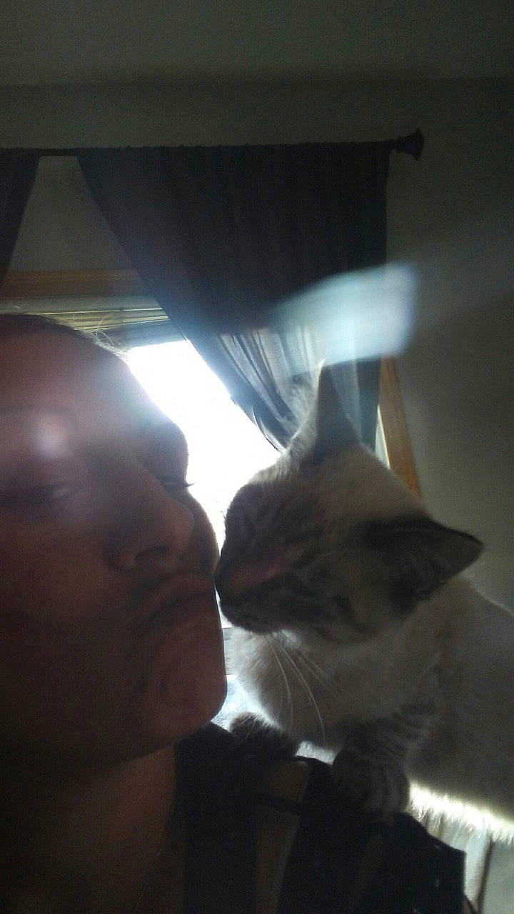 Roger joined the competition — help win amazing prizes! cat, cloud, ear, felidae, light, photography, sky, small_to_medium_sized_cats, sunlight, whiskers