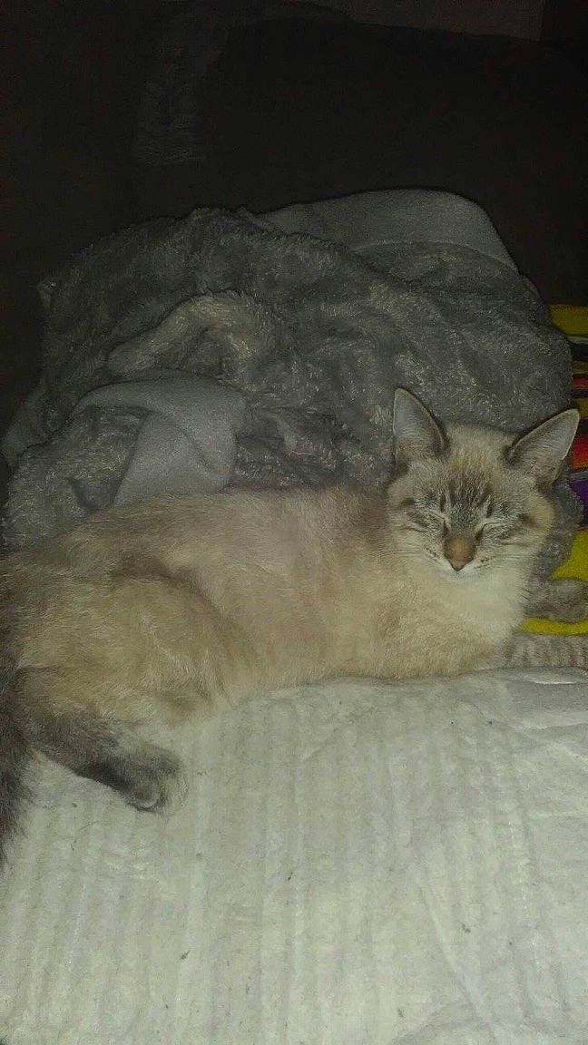 Roger joined the competition — help win amazing prizes! asian, asian_semi_longhair, british_semi_longhair, british_shorthair, burmilla, carnivore, cat, domestic_long_haired_cat, domestic_short_haired_cat, european_shorthair, fawn, felidae, mammal, norwegian_forest_cat, persian, small_to_medium_sized_cats, tail, whiskers