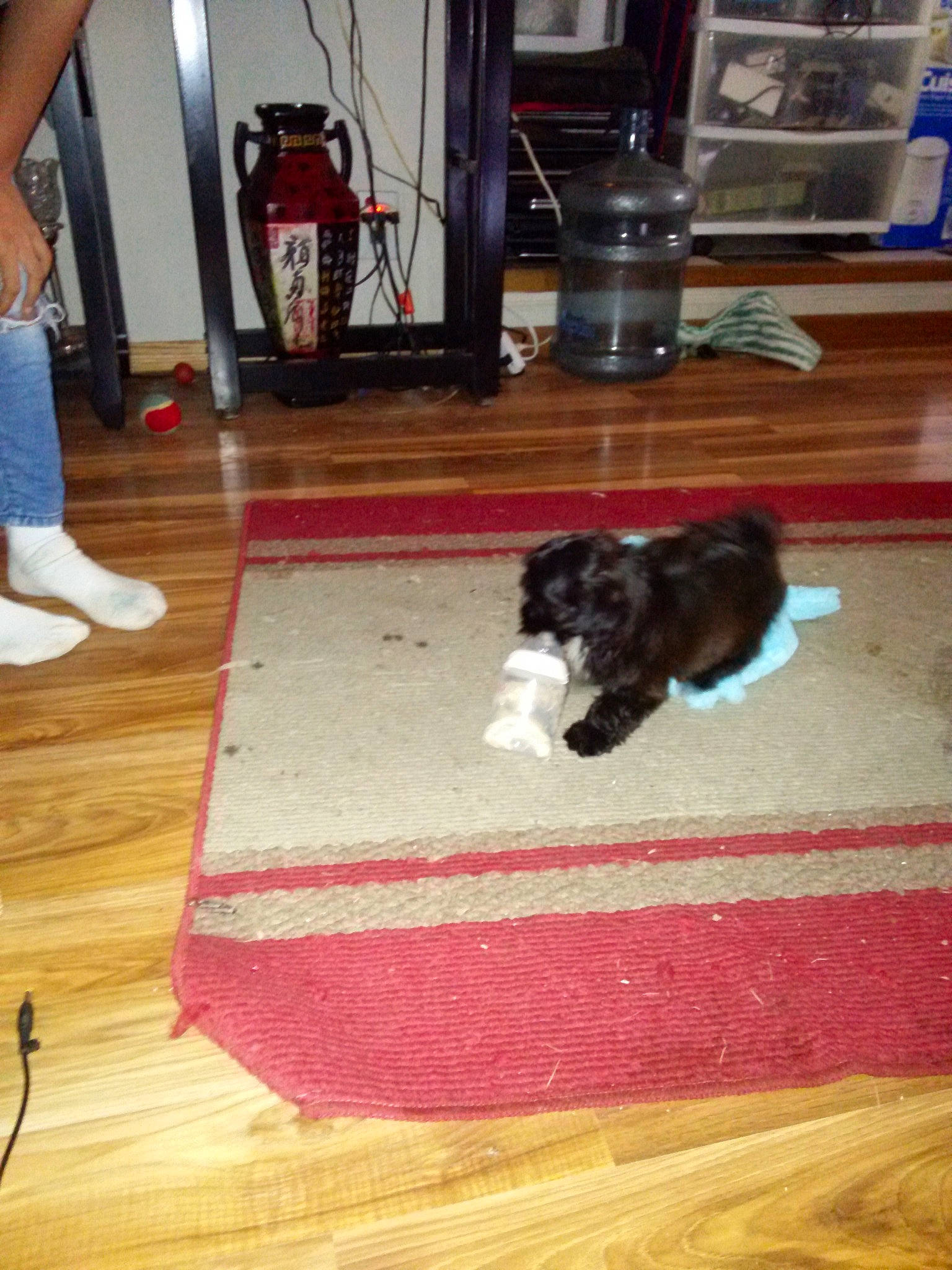 Bella is registered to the contest to win money with this photo: canidae, carnivore, cat, companion_dog, dog, dog_breed, felidae, floor, flooring, hardwood, havanese, laminate_flooring, lhasa_apso, non_sporting_group, puppy, shih_tzu, table, toy_dog