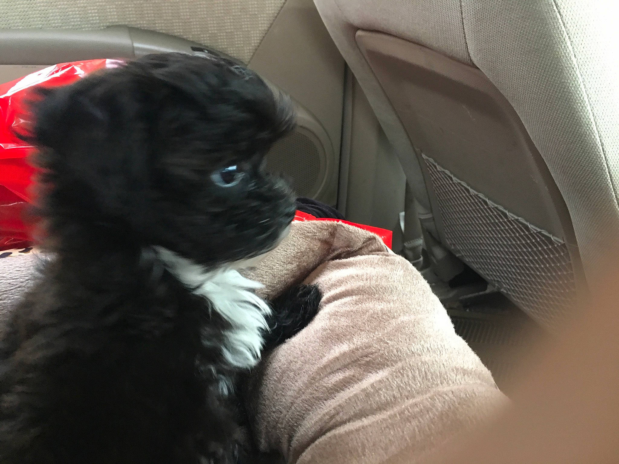 Bella is registered to the contest to win money with this photo: canidae, car, car_seat, car_seat_cover, carnivore, companion_dog, dog, dog_breed, fawn, fur, non_sporting_group, pug, puppy, snout, sporting_group, toy_dog, vehicle