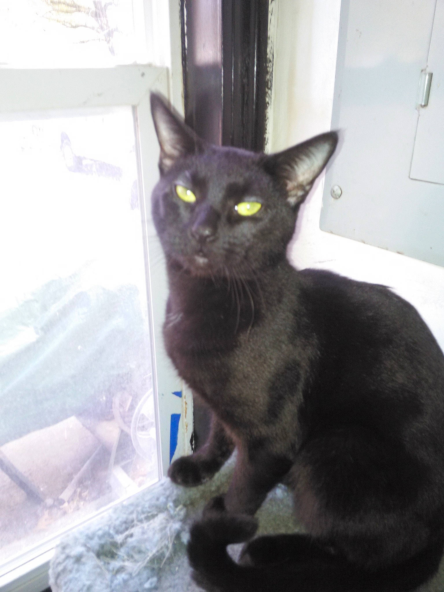 Peanut is registered to the contest to win money with this photo: asian, black_cat, bombay, burmese, carnivore, cat, devon_rex, domestic_short_haired_cat, felidae, german_rex, javanese, kitten, korat, mammal, oriental_shorthair, russian_blue, small_to_medium_sized_cats, vertebrate, whiskers