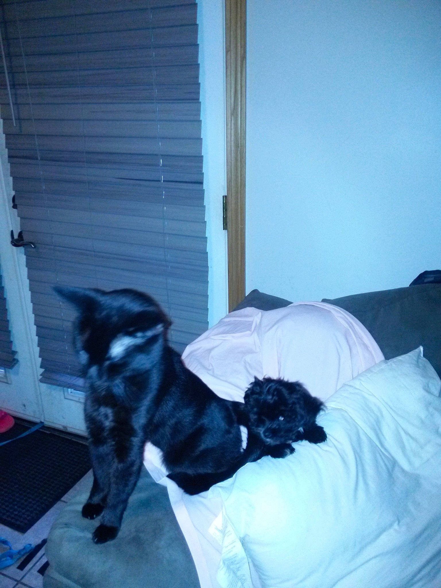 Peanut joined the competition — help win amazing prizes! affenpinscher, bed, canidae, carnivore, companion_dog, dog, dog_breed, furniture, giant_schnauzer, guard_dog, miniature_schnauzer, non_sporting_group, puppy, room, schnauzer, sporting_group