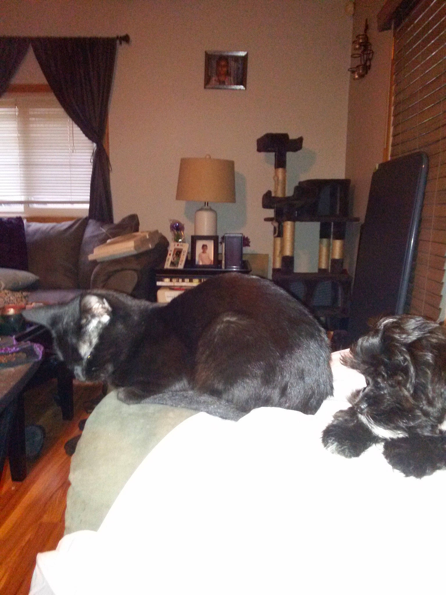 Peanut is registered to the contest to win money with this photo: bed, bedroom, canidae, carnivore, dog, fur, furniture, great_dane, guard_dog, home, house, interior_design, non_sporting_group, room, sporting_group, table