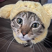 Skittles is registered to the contest to win money with this photo: cat, feline, pet, animal, close_up, portrait, wide_eyes, whiskers, fur, striped_fur, fluffy_hat, costume, funny, cute, expressive, staring, nose, indoors, collar, photography