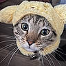 cat, feline, pet, animal, close_up, portrait, wide_eyes, whiskers, fur, striped_fur, fluffy_hat, costume, funny, cute, expressive, staring, nose, indoors, collar, photography