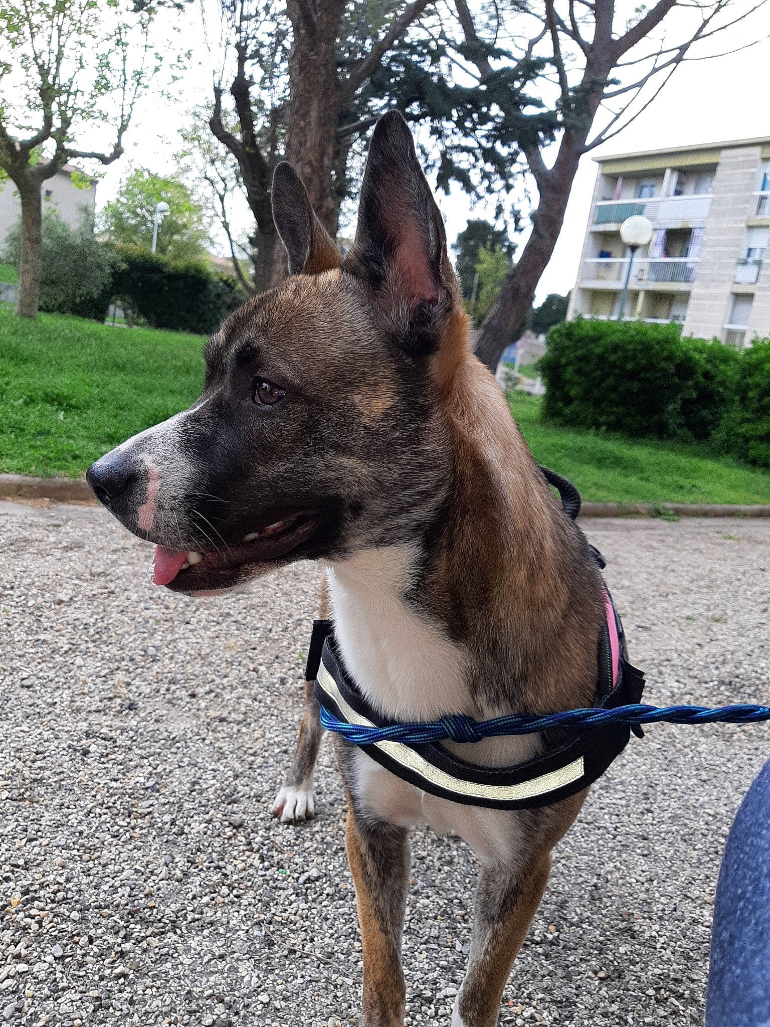 Lixy participe au concours pour gagner de l'argent avec cette photo : canidae, carnivore, collar, dog, dog_breed, dog_collar, fawn, formosan_mountain_dog, leash, mammal, rare_breed_dog, snout, vertebrate