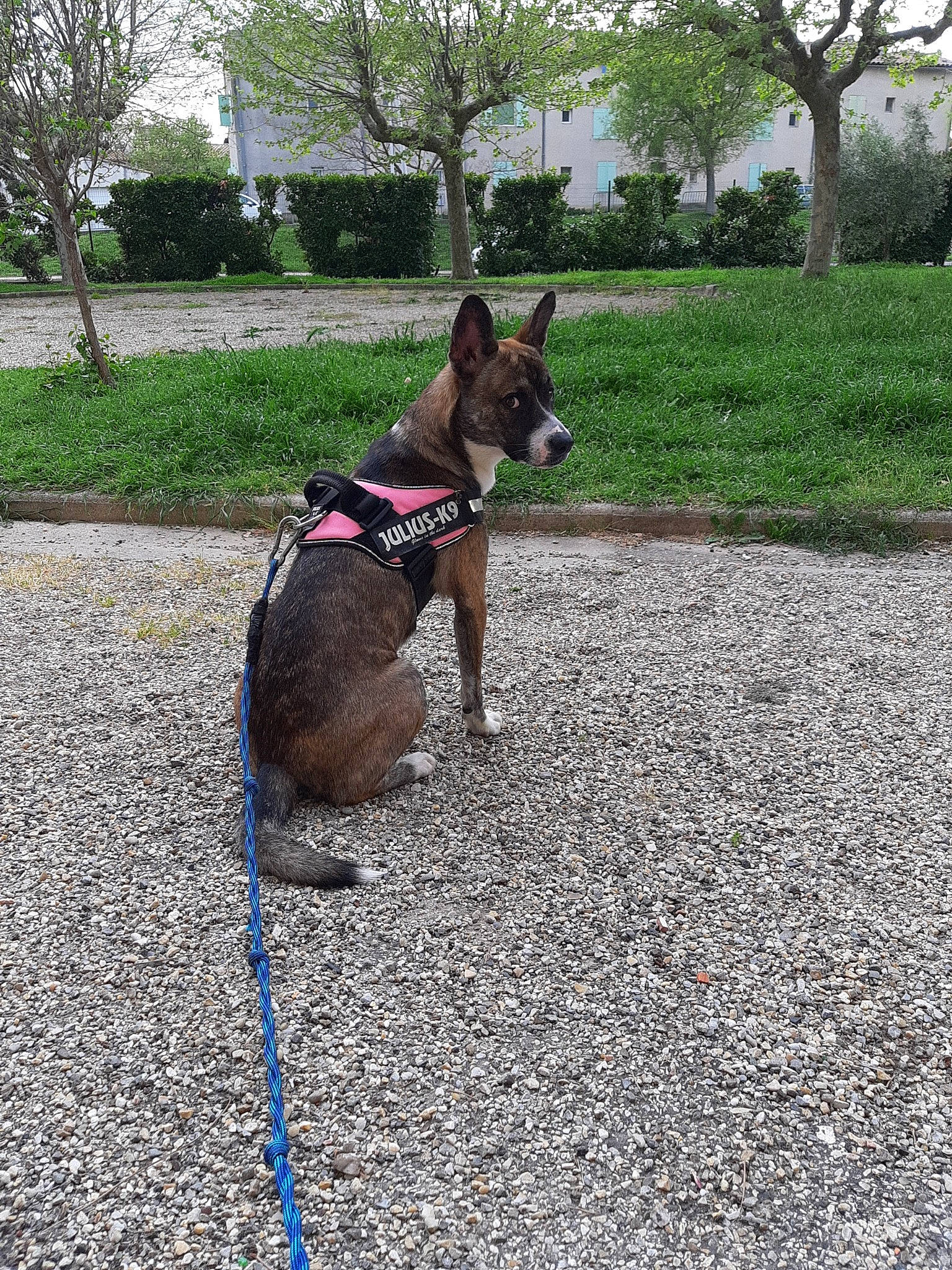 Lixy a rejoint le concours — aidez-le/la à gagner de superbes lots ! australian_kelpie, canidae, carnivore, dog, dog_breed, dog_walking, fawn, leash, mammal, sporting_group, tail, tree, working_dog