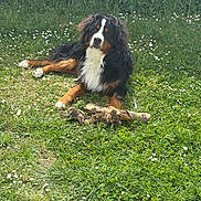 Gohan participe au concours pour gagner de l'argent avec cette photo : animal, bernese_mountain_dog, black, brown, canine, dog, flowers, fur, garden, grass, laying_down, nature, outdoor, pet, playful, stick, summer, sunlight, white, wood