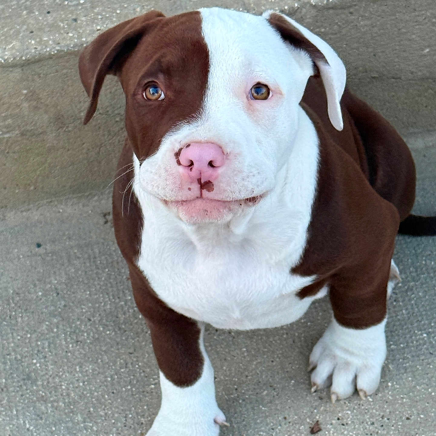 Aïko a rejoint le concours — aidez-le/la à gagner de superbes lots ! adorable, animal, brown_and_white, claws, companion, concrete, cute, dog, ears, friendly, fur, looking_up, mammal, outdoor, paw, pet, pink_nose, puppy, sitting, young_dog
