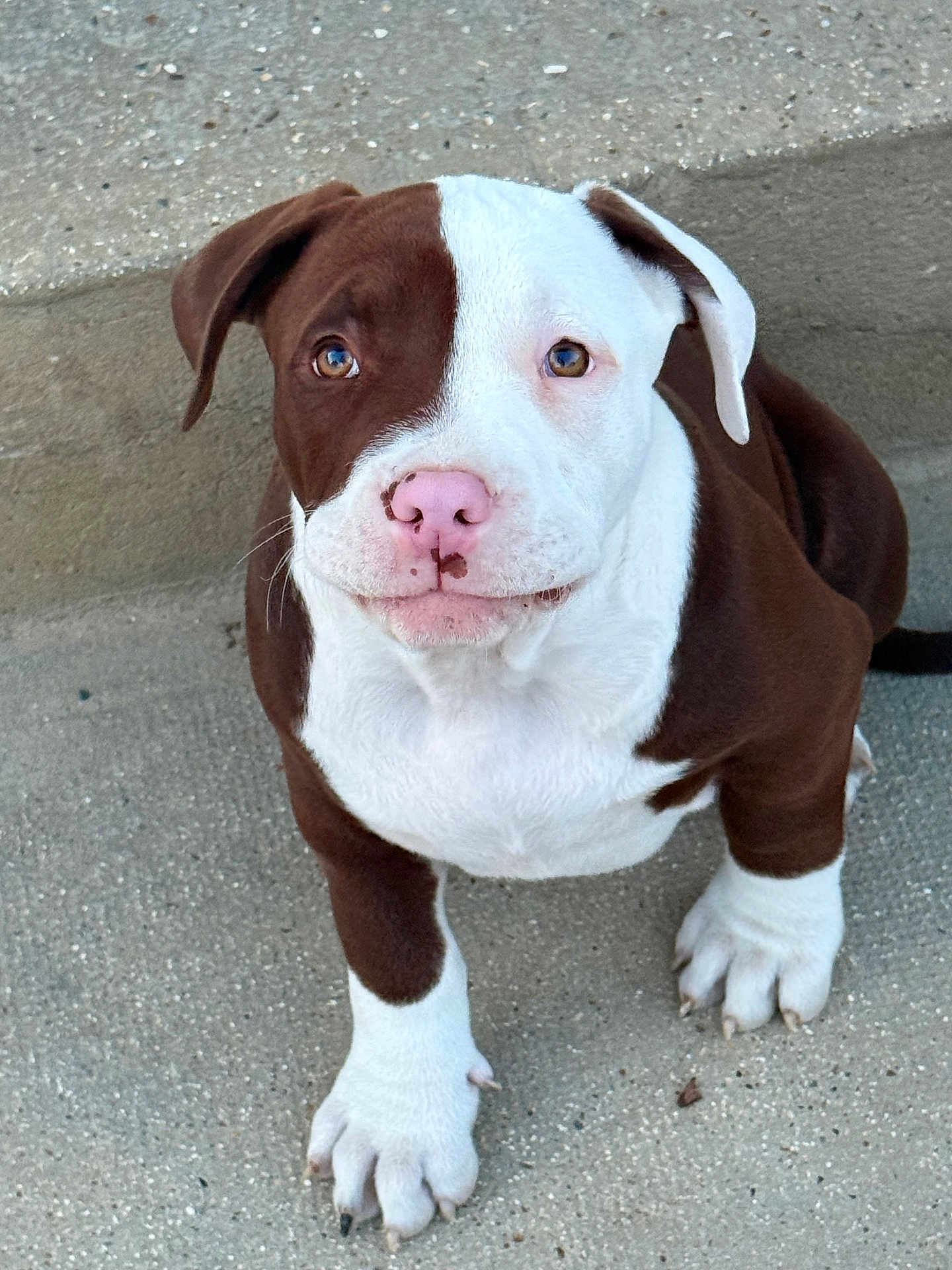 Aïko a rejoint le concours — aidez-le/la à gagner de superbes lots ! puppy, dog, brown_and_white, pink_nose, cute, pet, animal, sitting, outdoor, concrete, young_dog, mammal, fur, ears, paw, claws, adorable, looking_up, friendly, companion