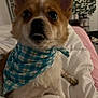 Woody is registered to the contest to win money with this photo: dog, small_dog, bandana, blue, checkered, pet, indoor, blanket, bed, fur, ears, cute, animal, canine, looking_up, whiskers, nose, paw, domestic_animal, cozy