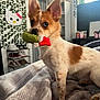 Woody joined the competition — help win amazing prizes! dog, puppy, toy, bed, indoor, hello_kitty, wall_decoration, shoes, shelf, blanket, fur, ears, eyes, window, curtains, plant, home, pet, cute, playful