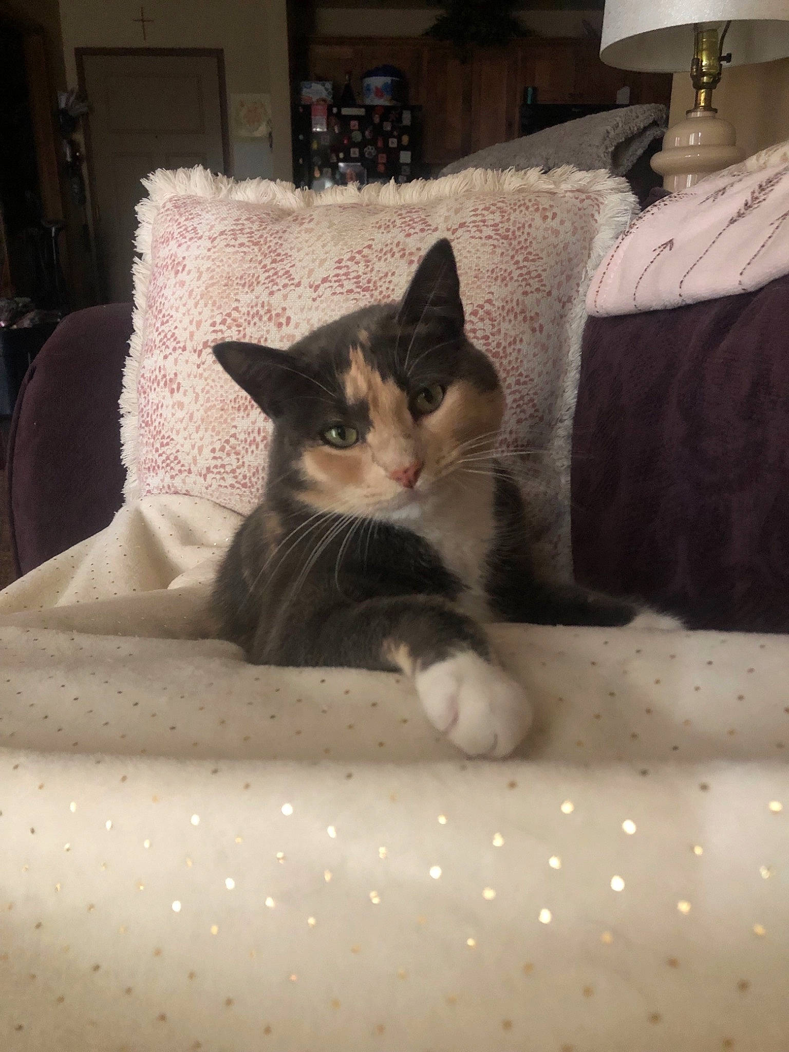 Princess Peach is registered to the contest to win money with this photo: aegean_cat, asian, carnivore, cat, domestic_short_haired_cat, european_shorthair, felidae, fur, kitten, norwegian_forest_cat, ojos_azules, polydactyl_cat, small_to_medium_sized_cats, tabby_cat, whiskers