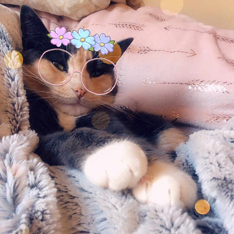 Princess Peach is registered to the contest to win money with this photo: carnivoran, cat, cat_like_mammal, fur, girl, skin, small_to_medium_sized_cats, textile