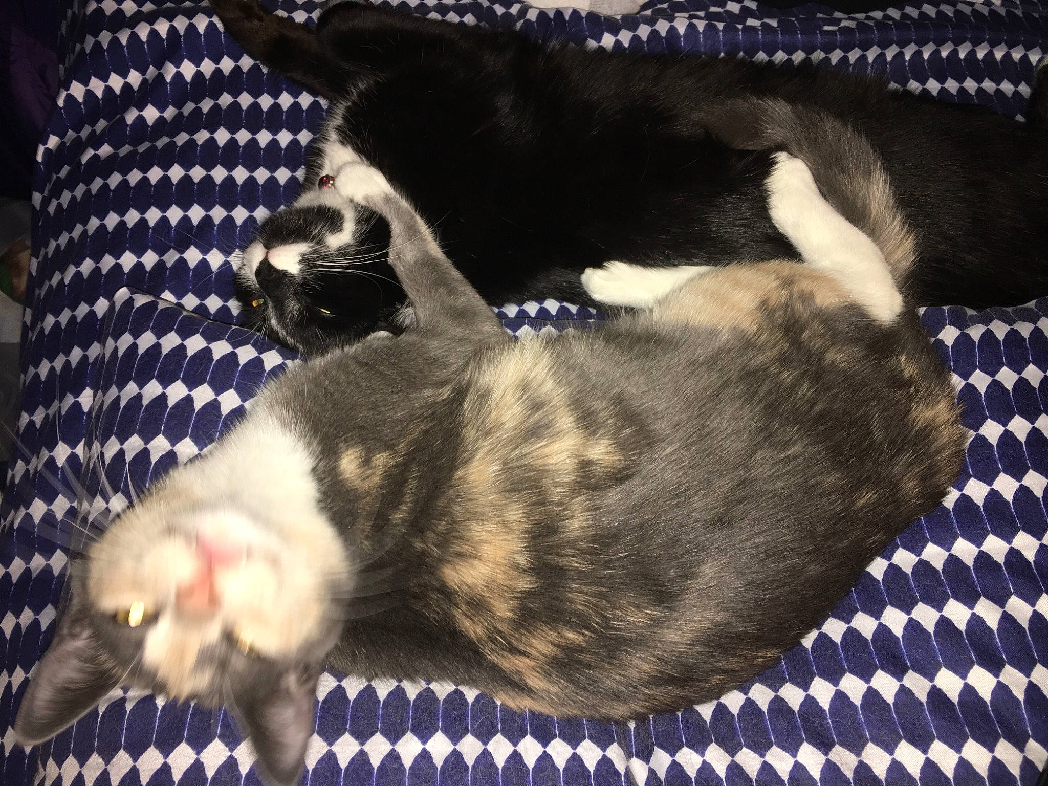 Princess Peach joined the competition — help win amazing prizes! carnivore, cat, domestic_short_haired_cat, european_shorthair, fawn, felidae, fur, german_rex, kitten, paw, polydactyl_cat, small_to_medium_sized_cats, tail, whiskers