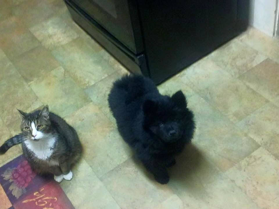 Maddie is registered to the contest to win money with this photo: black, black_cat, canidae, carnivore, cat, cymric, dog_breed, domestic_long_haired_cat, domestic_short_haired_cat, fawn, felidae, floor, kitten, mammal, persian, small_to_medium_sized_cats, snout, tail, whiskers