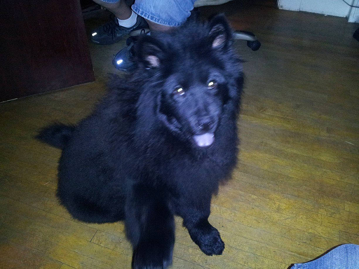 Maddie is registered to the contest to win money with this photo: belgian_shepherd, canidae, carnivore, companion_dog, dog, dog_breed, eurasier, german_spitz, german_spitz_mittel, keeshond, mammal, non_sporting_group, schipperke, spitz, swedish_lapphund, vertebrate