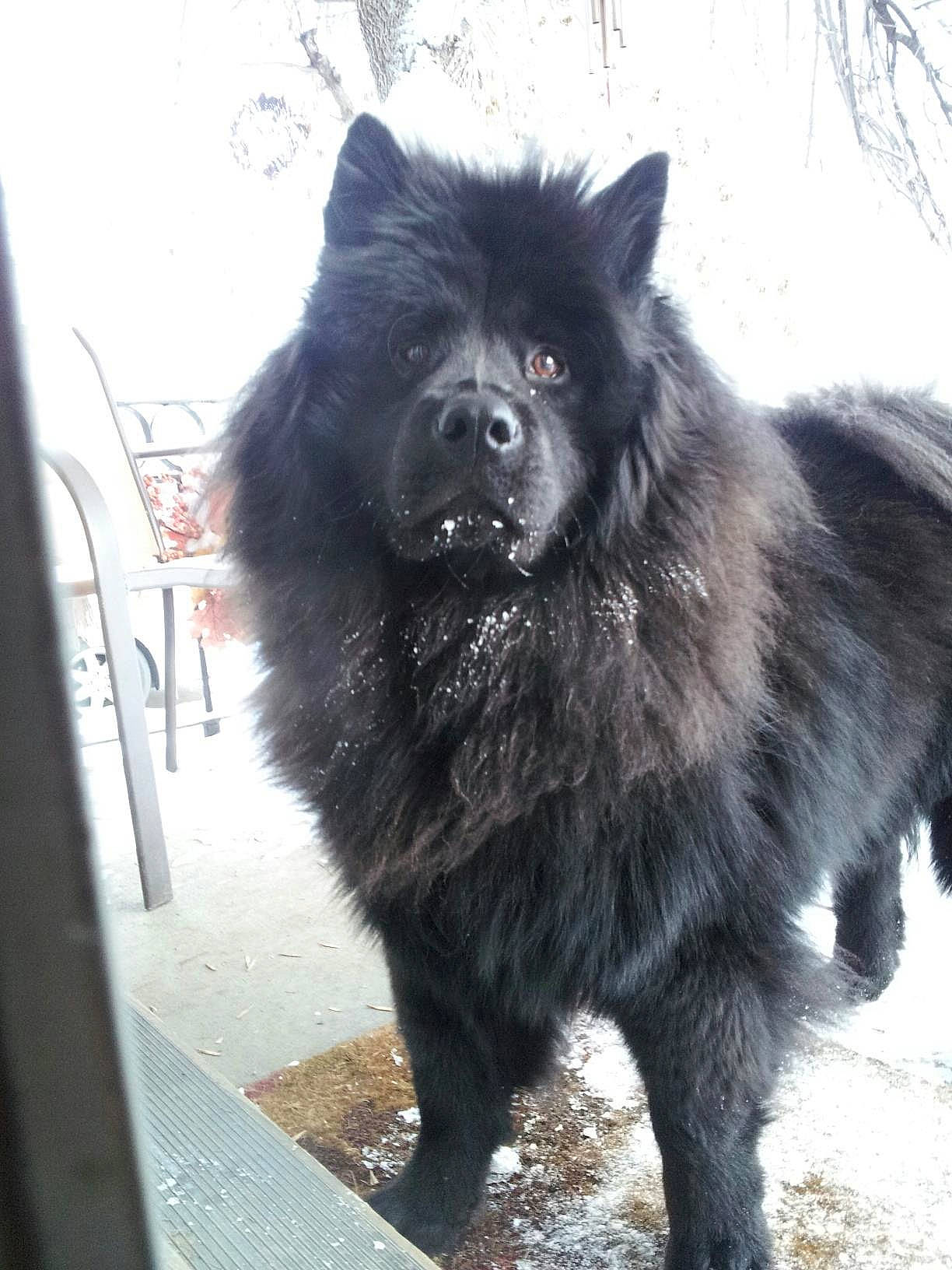 Maddie joined the competition — help win amazing prizes! ancient_dog_breeds, canidae, carnivore, companion_dog, dog, dog_breed, eurasier, german_spitz, german_spitz_klein, german_spitz_mittel, keeshond, mammal, non_sporting_group, pomeranian, snout, spitz, swedish_lapphund, vertebrate