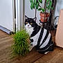 Leo participe au concours pour gagner de l'argent avec cette photo : cat, black_and_white, striped_sweater, plant, potted_plant, wooden_floor, indoor, pet, curious, yellow_eyes, feline, cozy, home, green_leaves, decor, flooring, cute, animal, domestic, sitting