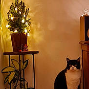 Leo participe au concours pour gagner de l'argent avec cette photo : cat, black_and_white, sitting, plant, potted_plant, string_lights, wooden_surface, decor, indoor, shadow, wall, cozy, home, furniture, leaf, greenery, quiet, evening, animal, pet