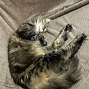 Taya participe au concours pour gagner de l'argent avec cette photo : cat, sleeping, fluffy, tabby, pet, animal, feline, cozy, blanket, soft, cute, resting, indoor, fur, whiskers, relaxed, paws, tail, domestic_animal, comfort