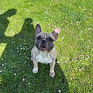 Ruby a rejoint le concours — aidez-le/la à gagner de superbes lots ! animal, canine, companion, cute, daylight, dog, ears, flowers, french_bulldog, friendly, grass, greenery, nature, outdoor, pet, shadows, sitting, small_dog, summer, sunlight