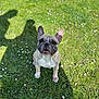 animal, canine, companion, cute, daylight, dog, ears, flowers, french_bulldog, friendly, grass, greenery, nature, outdoor, pet, shadows, sitting, small_dog, summer, sunlight