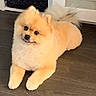 dog, puppy, fluffy, cream_colored, small_breed, pomeranian, cute, smiling, tongue_out, curled_tail, lying_down, front_paws, indoor, floor, wood_floor, home, furniture, portrait, pet, adorable