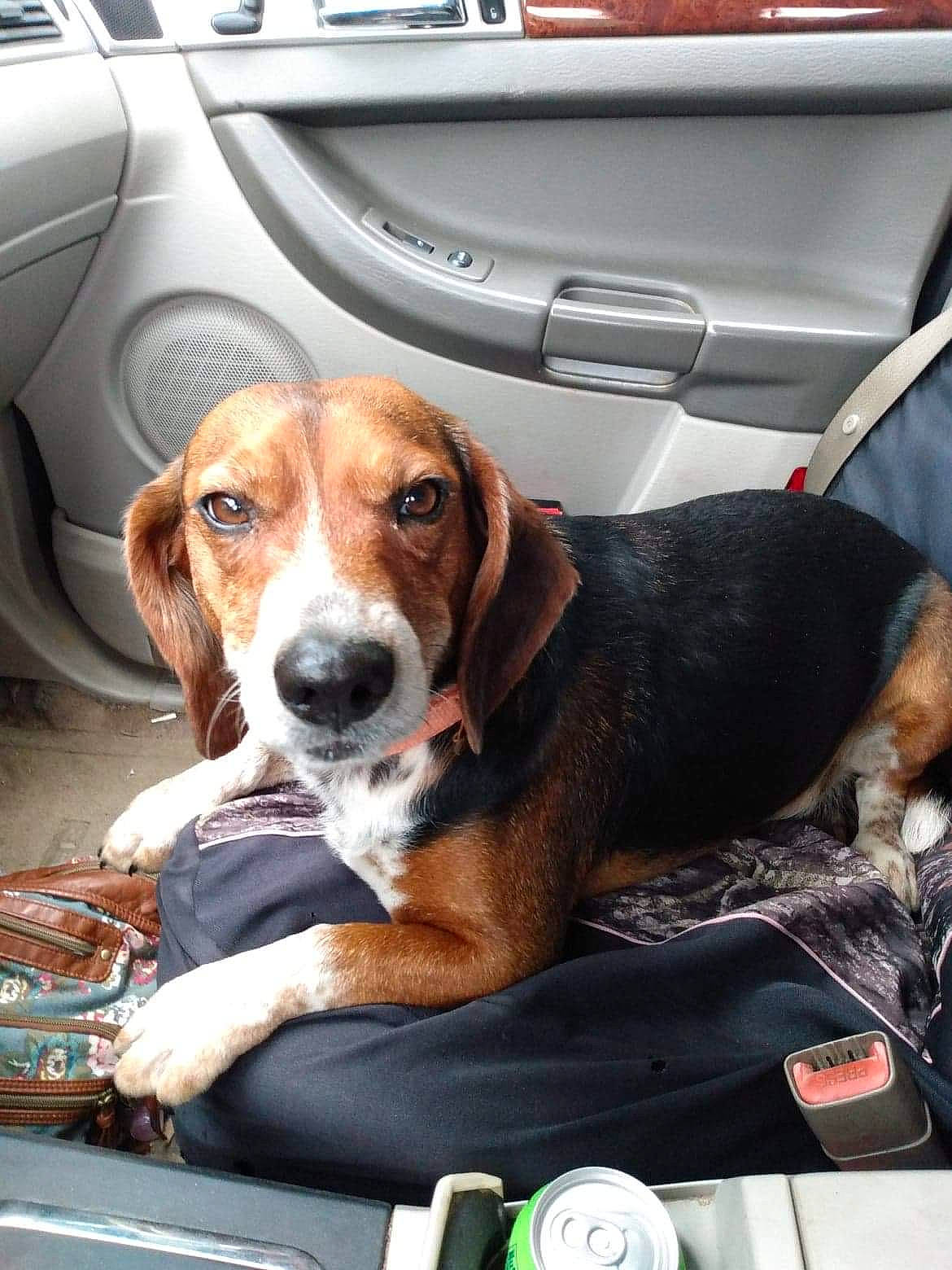 Bandit is registered to the contest to win money with this photo: basset_artesien_normand, beagle, beagle_harrier, canidae, car_seat, carnivore, dog, dog_breed, estonian_hound, finnish_hound, hamiltonstovare, harrier, mammal, snout, transport, treeing_walker_coonhound, vehicle, vehicle_door, vertebrate, wheel