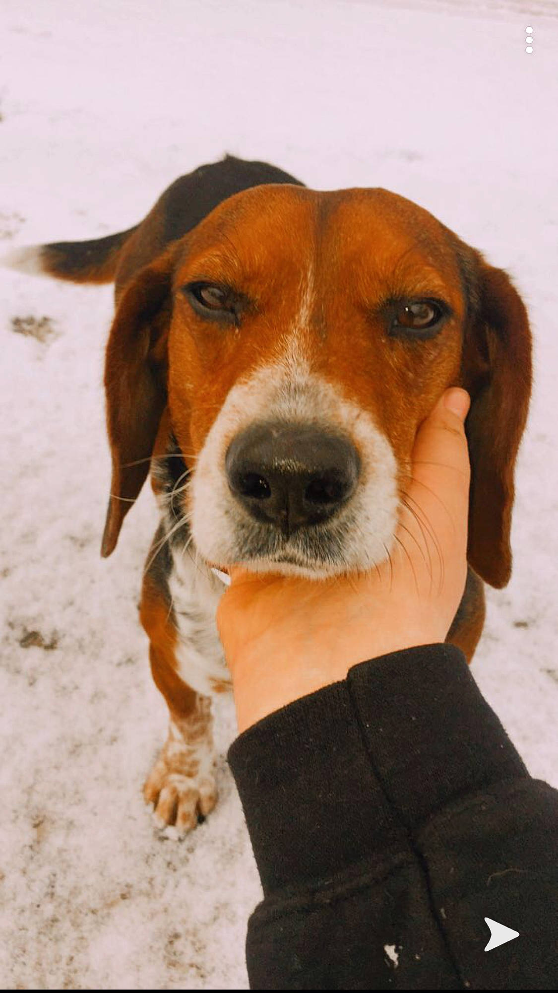 Bandit is registered to the contest to win money with this photo: american_foxhound, beagle, beagle_harrier, canidae, carnivore, companion_dog, dog, dog_breed, drever, english_foxhound, estonian_hound, finnish_hound, hamiltonstovare, harrier, hound, mammal, posavac_hound, serbian_tricolour_hound, snout, vertebrate