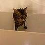 Sketch joined the competition — help win amazing prizes! cat, wet, bathtub, animal, pet, fur, indoor, water, bath, unhappy, mammal, feline, ears, face, standing, domestic, expression, fur_wet, looking, alone