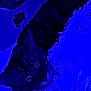 Sketch joined the competition — help win amazing prizes! cat, furry, blanket, sleeping, blue_light, cozy, indoor, pet, texture, soft, dark, quiet, resting, feline, comfort, closeup, warm, relaxation, animal, night
