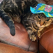 Sketch joined the competition — help win amazing prizes! cat, tabby, hat, leather_couch, indoor, pet, animal, feline, resting, brown, colorful, tropical_pattern, cords, whiskers, cute, domestic, fur, closeup, relaxed, wearing
