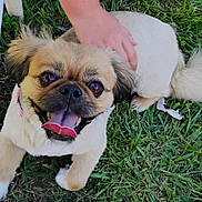 Sweetpea is registered to the contest to win money with this photo: dog, grass, petting, happy, tongue_out, small_dog, fluffy_tail, outdoor, animal, cute, canine, playful, fur, paw, smiling, companion, hand, nature, domestic_animal, friendly